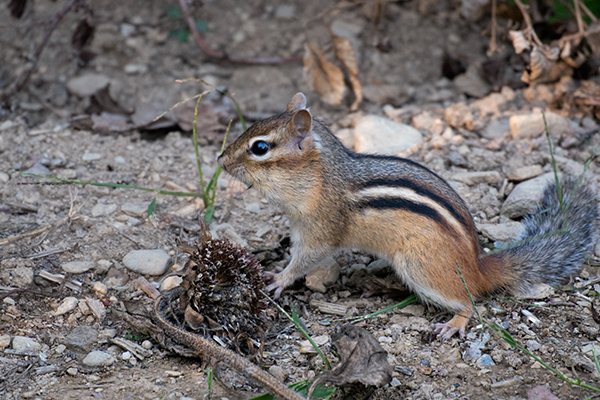Nikon J5 Field Test -- Gallery Image