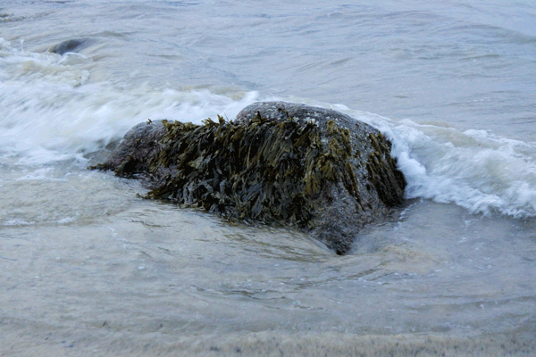 Nikon J5 Field Test -- 60fps Burst Capture GIF