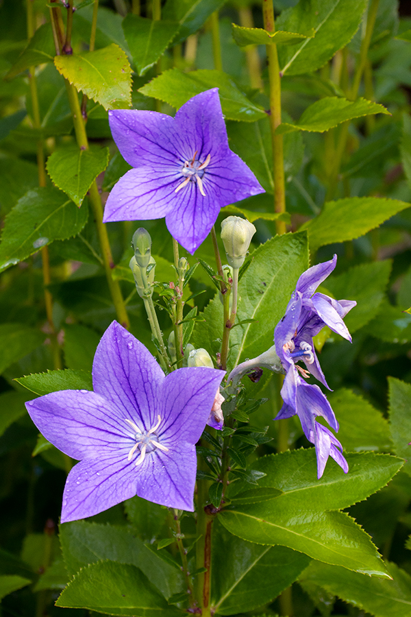 Nikon J5 Field Test -- Gallery Image