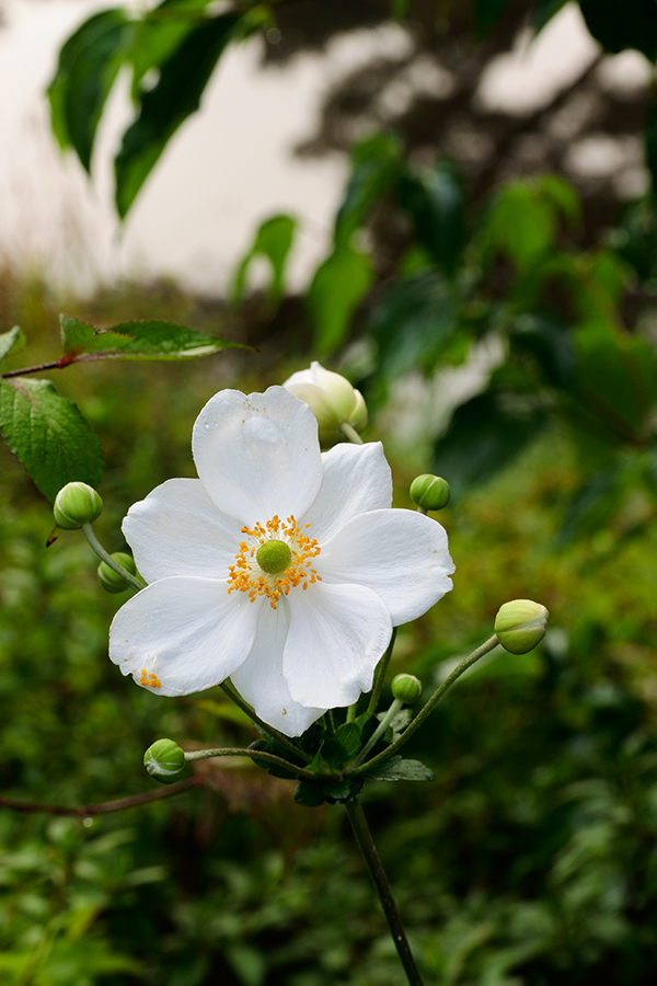Nikon J5 Field Test -- Gallery Image