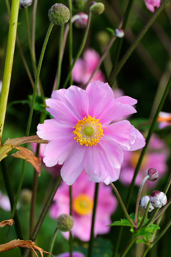 Nikon J5 Field Test -- Gallery Image