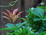 Click to see YD-0127.JPG