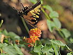 Click to see Y-DA-0050.JPG