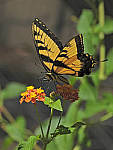 Click to see Y-DA-0052-edt.JPG