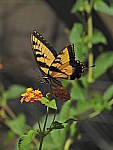 Click to see Y-DA-0052.JPG