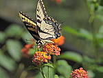 Click to see Y-DA-0056.JPG
