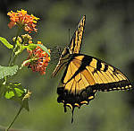 Click to see Y-DA-0059-edt.JPG