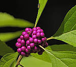 Click to see Y-DA-0063-edt.JPG
