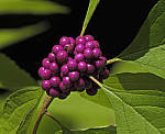 Click to see Y-DA-0067-edt.JPG