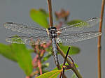Click to see Y-DA-0071-edt.JPG