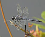 Click to see Y-DA-0074-edt.JPG