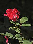 Click to see Y-DA-0091.JPG