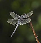 Click to see Y-DA-0092-edt.JPG