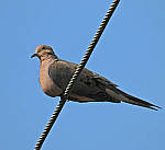 Click to see Y-DA-0105-edt.JPG