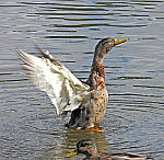 Click to see Y-DA-0111-edt.JPG