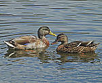 Click to see Y-DA-0112-edt.JPG