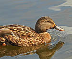 Click to see Y-DA-0114-edt.JPG