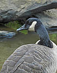 Click to see Y-DA-0116-edt.JPG