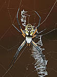 Click to see Y-DA-0122-edt.JPG