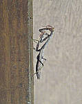 Click to see Y-DB-0008-edt.JPG