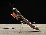 Click to see Y-DB-0015-edt.JPG