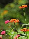 Click to see Y-DB-0017.JPG