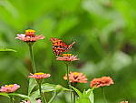 Click to see Y-DB-0026.JPG