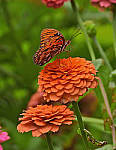 Click to see Y-DB-0027-edt.JPG
