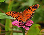 Click to see Y-DB-0030-edt.JPG