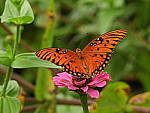 Click to see Y-DB-0030.JPG
