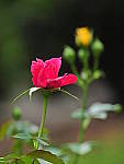 Click to see Y-DB-0033.JPG