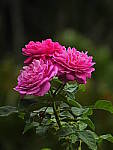 Click to see Y-DB-0034.JPG