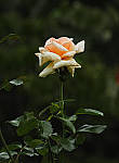 Click to see Y-DB-0038-edt.JPG