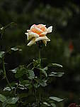 Click to see Y-DB-0038.JPG
