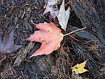 Click to see Y-JG-DSCN0021.JPG