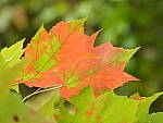 Click to see Y-JG-DSCN0022.JPG