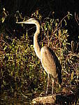 Click to see Y-JG-DSCN0176.JPG