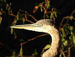 Click to see Y-JG-DSCN0179.JPG