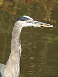 Click to see Y-JG-DSCN0267.JPG