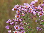 Click to see Y-JG-DSCN0365.JPG