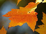 Click to see Y-JG-DSCN0408.JPG