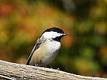 Click to see Y-JG-DSCN0411.JPG