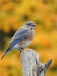 Click to see Y-JG-DSCN0581.JPG