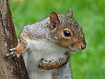 Click to see Y-JG-DSCN0591.JPG