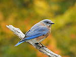 Click to see Y-JG-DSCN0618.JPG