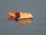 Click to see Y-JG-DSCN0697.JPG