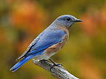 Click to see Y-JG-DSCN0725.JPG