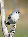 Click to see Y-JG-DSCN0778.JPG