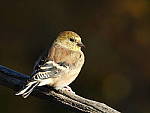 Click to see Y-JG-DSCN0897.JPG