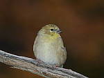 Click to see Y-JG-DSCN0959.JPG